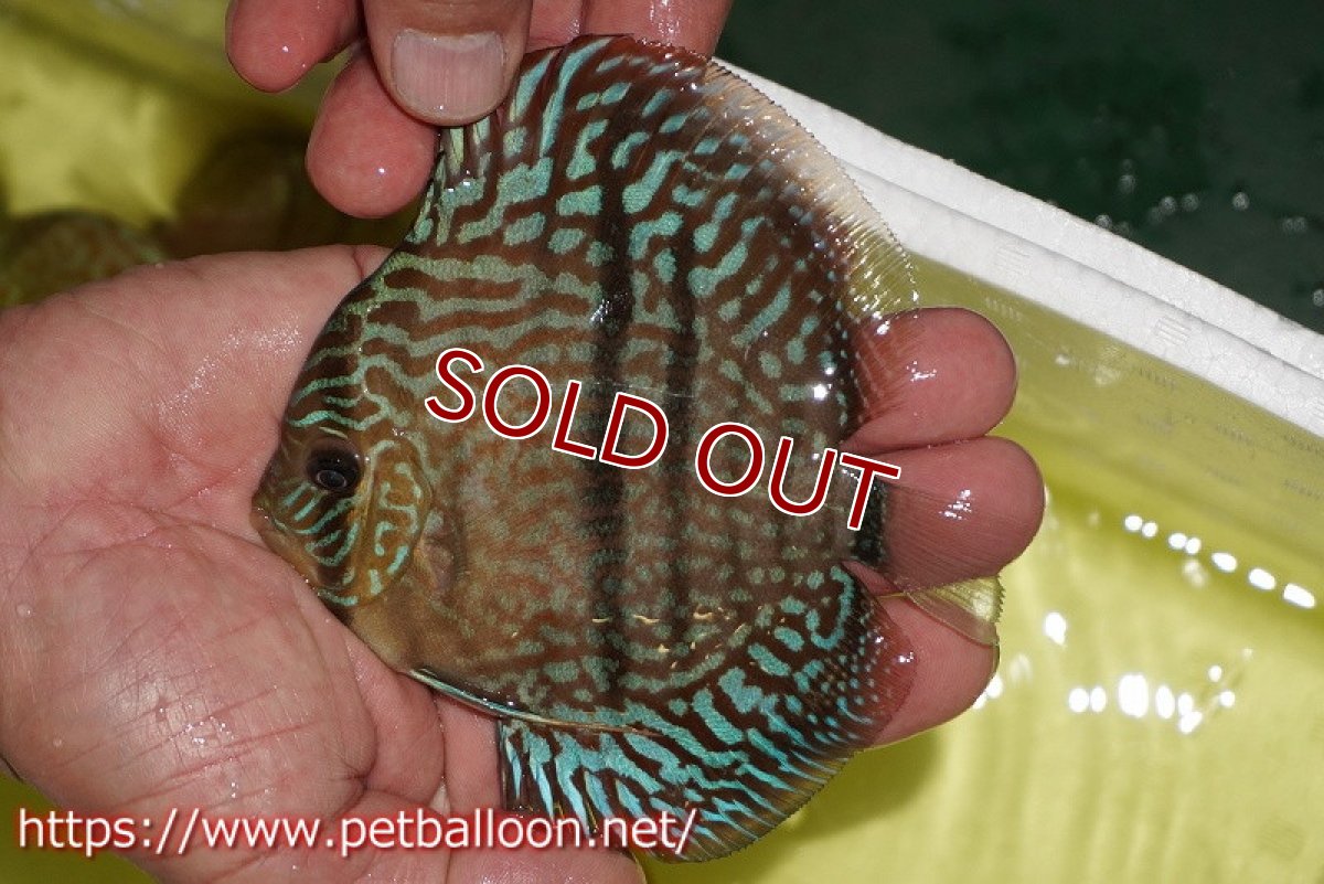 画像6: 【ディスカスペア祭り対象個体】【ディスカス】【通販】【体着経験あり】【激レアニューストレイン】ヤムンダブルームーンヘッケルクロス（ハイフォーム）【個体ペア販売】12-14cm（生体）マレーシア　KLディスカスファーム (6)