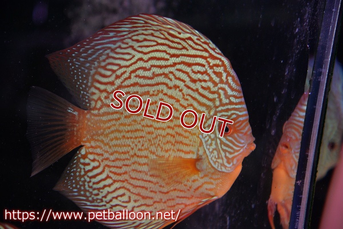 画像2: 【ディスカス】【通販】【コンテストクラス】アルタムスターライトレッドターコイズ（ハイフォーム）【個体ペア販売】17-18cm（生体）マレーシア　NAディスカスファーム (2)