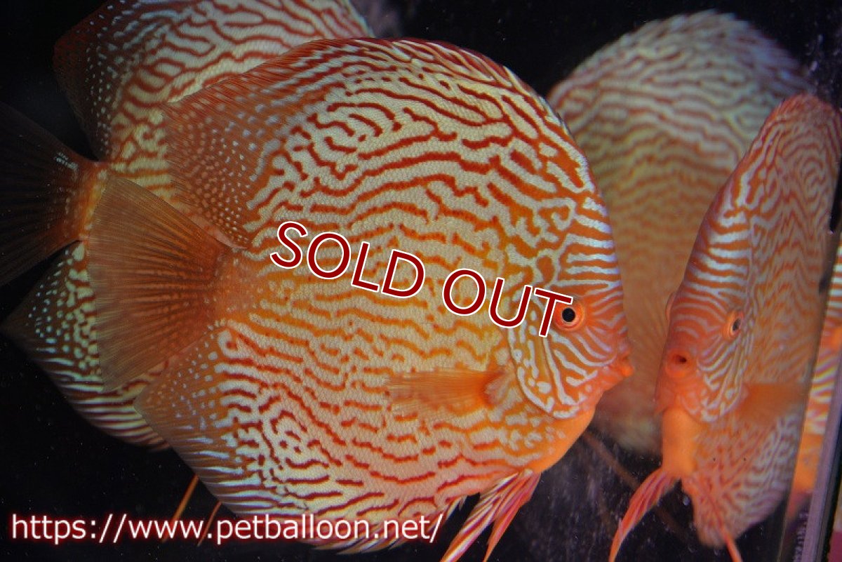 画像5: 【ディスカス】【通販】【コンテストクラス】アルタムスターライトレッドターコイズ（ハイフォーム）【個体ペア販売】17-18cm（生体）マレーシア　NAディスカスファーム (5)