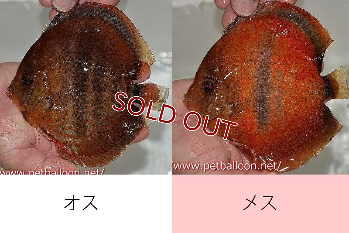 画像2: 【ディスカス】【通販】イサレッド【個体ペア販売】15cm（生体） (2)