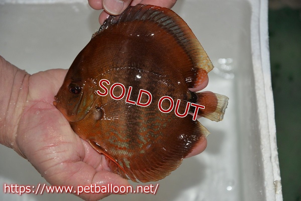 画像3: 【ディスカス】【通販】イサレッド【個体ペア販売】15cm（生体） (3)