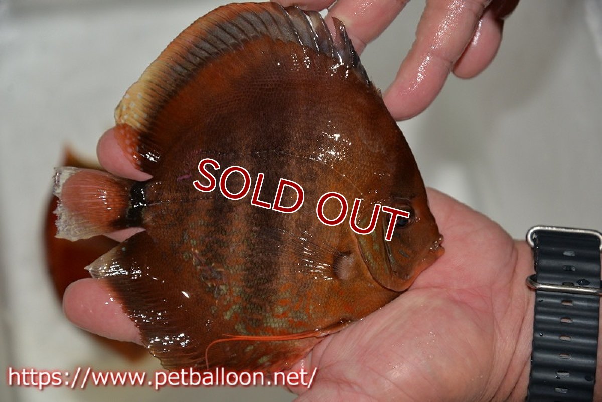 画像4: 【ディスカス】【通販】イサレッド【個体ペア販売】15cm（生体） (4)