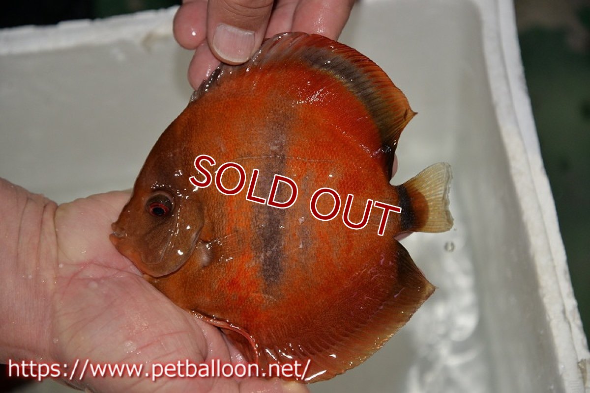 画像5: 【ディスカス】【通販】イサレッド【個体ペア販売】15cm（生体） (5)