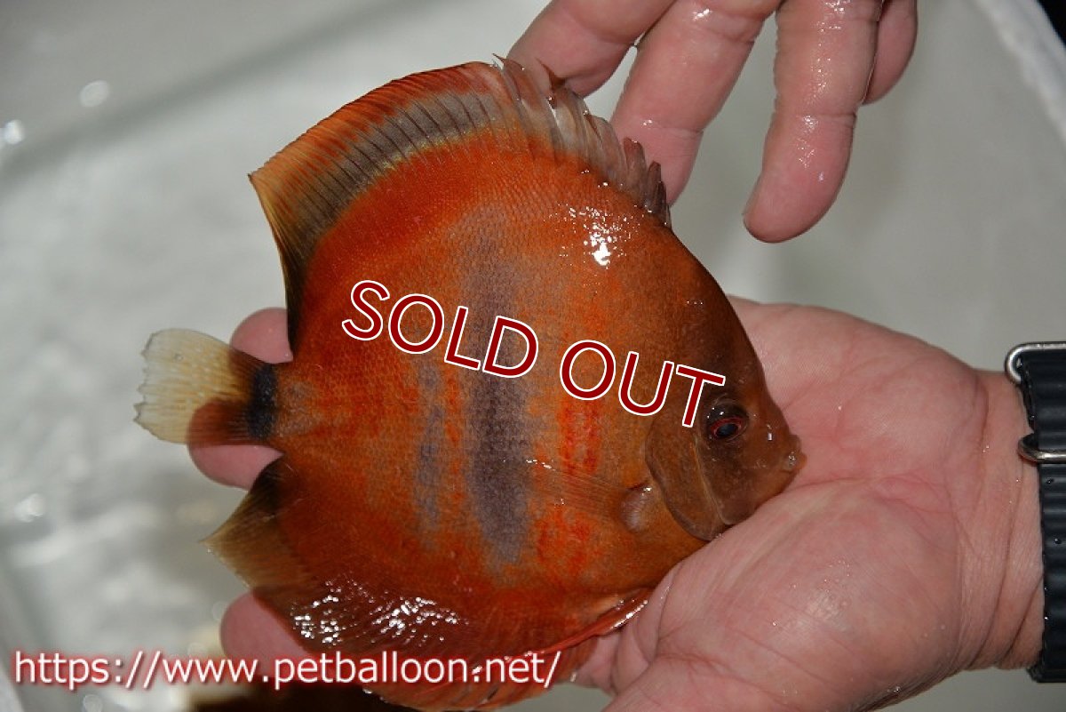 画像6: 【ディスカス】【通販】イサレッド【個体ペア販売】15cm（生体） (6)