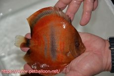 画像6: 【ディスカス】【通販】イサレッド【個体ペア販売】15cm（生体） (6)
