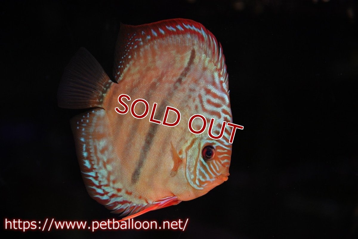 画像2: 【ディスカス】【ディスカス】【通販】【激レアニューストレイン】イサスーパーレッドカタナ　センターバー（ハイフォーム）【個体ペア販売】14cm（生体）マレーシア　KLディスカスファーム (2)