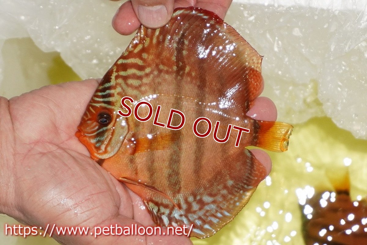 画像3: 【ディスカス】【ディスカス】【通販】【激レアニューストレイン】イサスーパーレッドカタナ　センターバー（ハイフォーム）【個体ペア販売】14cm（生体）マレーシア　KLディスカスファーム (3)