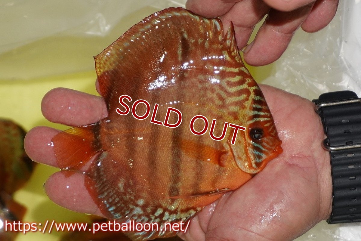 画像4: 【ディスカス】【ディスカス】【通販】【激レアニューストレイン】イサスーパーレッドカタナ　センターバー（ハイフォーム）【個体ペア販売】14cm（生体）マレーシア　KLディスカスファーム (4)