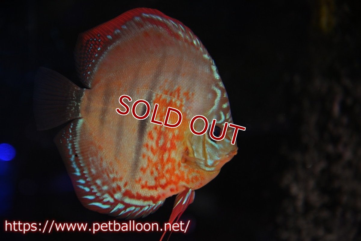 画像5: 【ディスカス】【ディスカス】【通販】【激レアニューストレイン】イサスーパーレッドカタナ　センターバー（ハイフォーム）【個体ペア販売】14cm（生体）マレーシア　KLディスカスファーム (5)