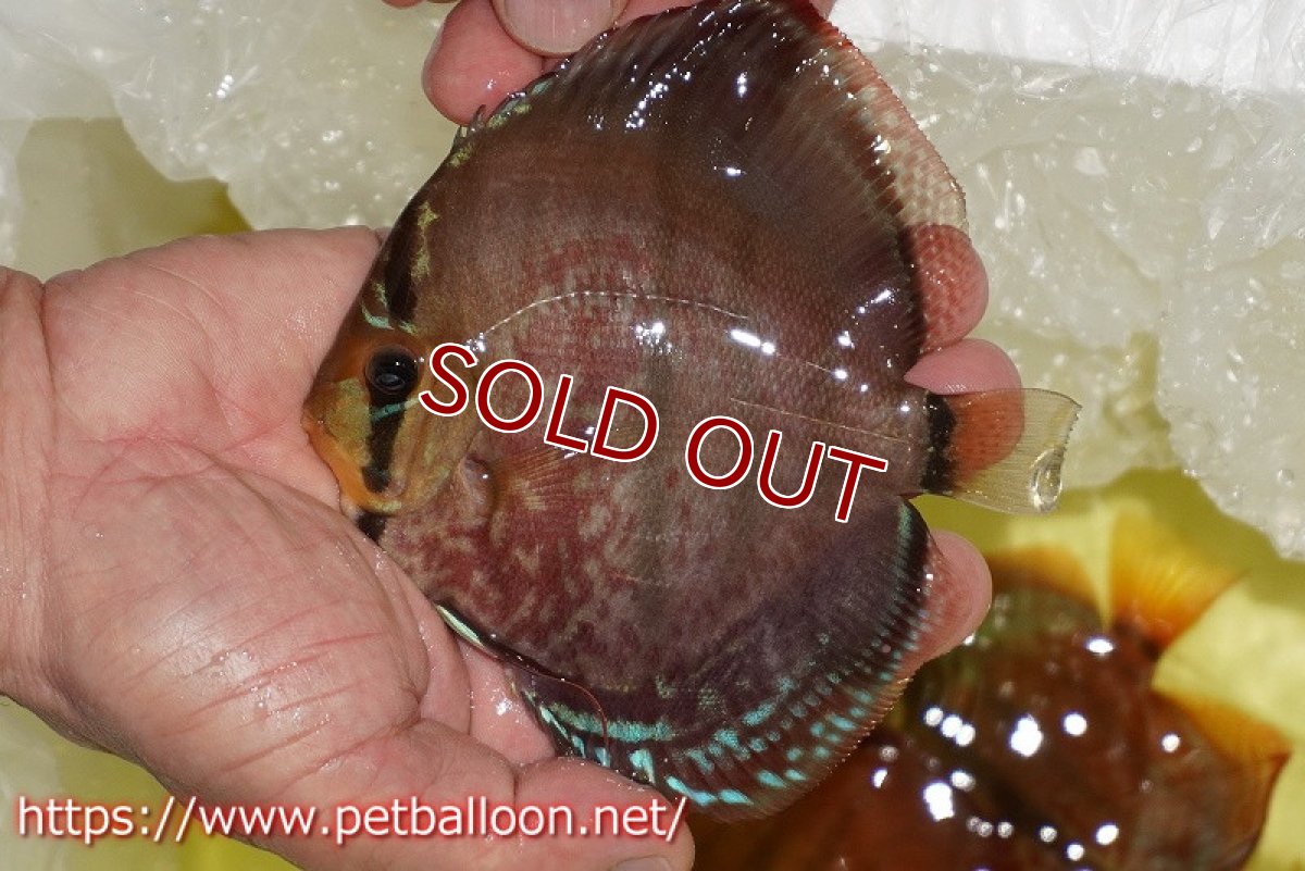 画像6: 【ディスカス】【ディスカス】【通販】【激レアニューストレイン】イサスーパーレッドカタナ　センターバー（ハイフォーム）【個体ペア販売】14cm（生体）マレーシア　KLディスカスファーム (6)