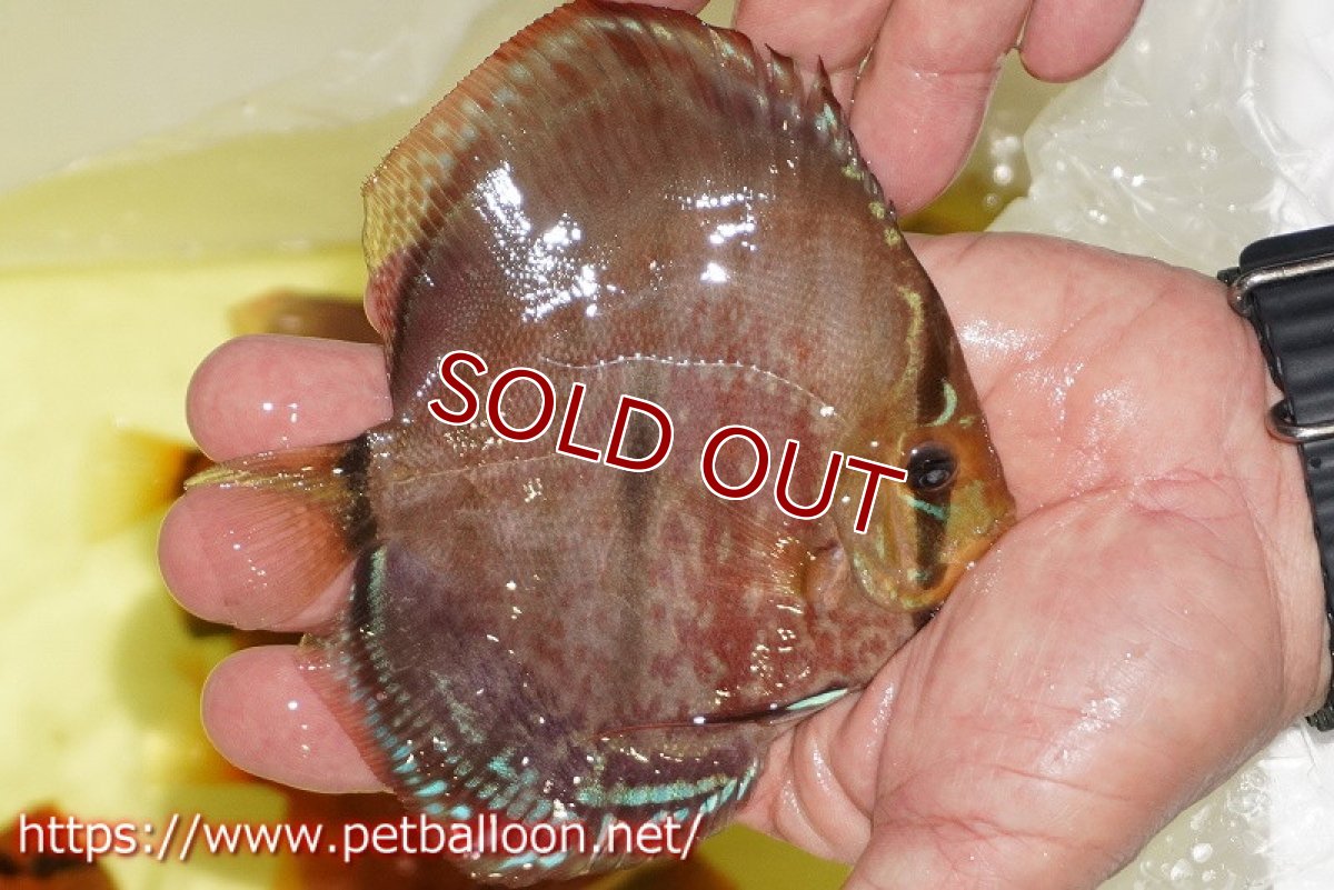 画像7: 【ディスカス】【ディスカス】【通販】【激レアニューストレイン】イサスーパーレッドカタナ　センターバー（ハイフォーム）【個体ペア販売】14cm（生体）マレーシア　KLディスカスファーム (7)