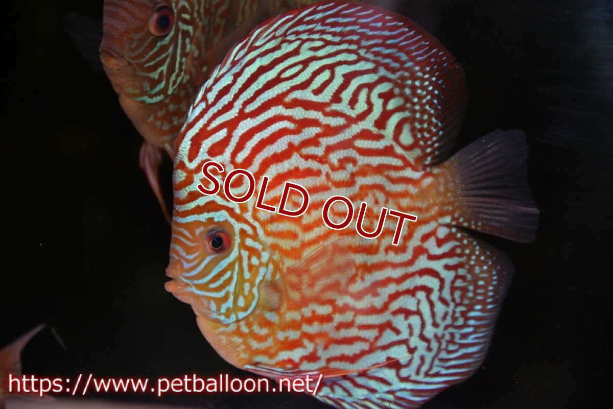 画像1: 【ディスカス】【通販】アルタムスターライトレッドターコイズ（ブルドッグスタイル）【個体販売】13-14cm（生体）マレーシア　NAディスカスファーム (1)