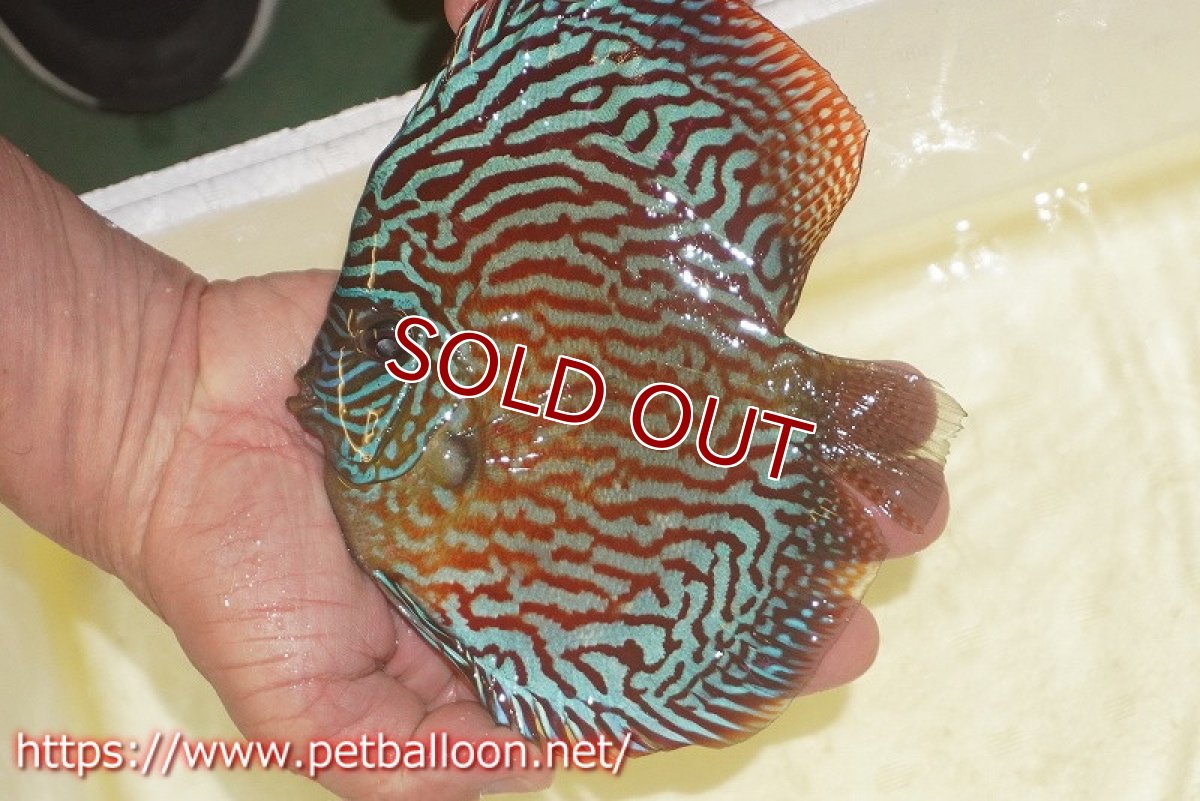 画像2: 【ディスカス】【通販】アルタムスターライトレッドターコイズ（ブルドッグスタイル）【個体販売】13-14cm（生体）マレーシア　NAディスカスファーム (2)