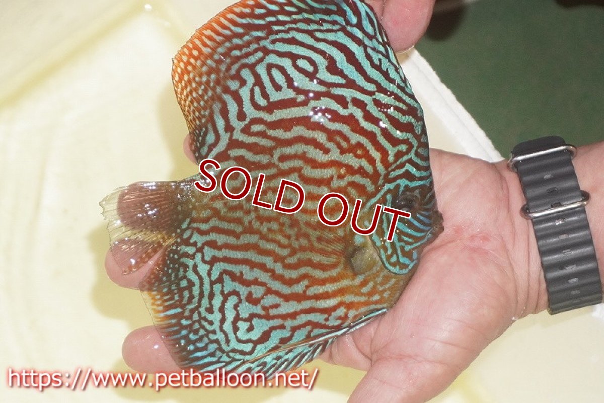 画像3: 【ディスカス】【通販】アルタムスターライトレッドターコイズ（ブルドッグスタイル）【個体販売】13-14cm（生体）マレーシア　NAディスカスファーム (3)