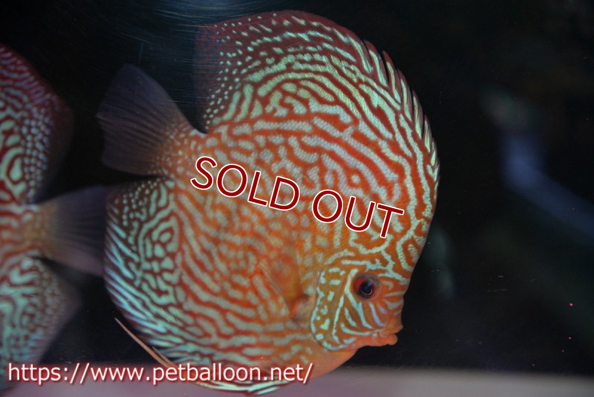 画像1: 【水槽スペース確保のため大特価】【ディスカス】【通販】アルタムスターライトレッドターコイズ（ブルドッグスタイル）【個体販売】13-14cm（生体）マレーシア　NAディスカスファーム (1)
