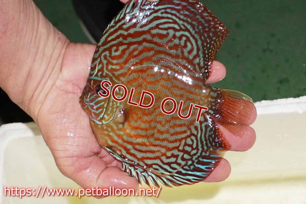 画像2: 【水槽スペース確保のため大特価】【ディスカス】【通販】アルタムスターライトレッドターコイズ（ブルドッグスタイル）【個体販売】13-14cm（生体）マレーシア　NAディスカスファーム (2)