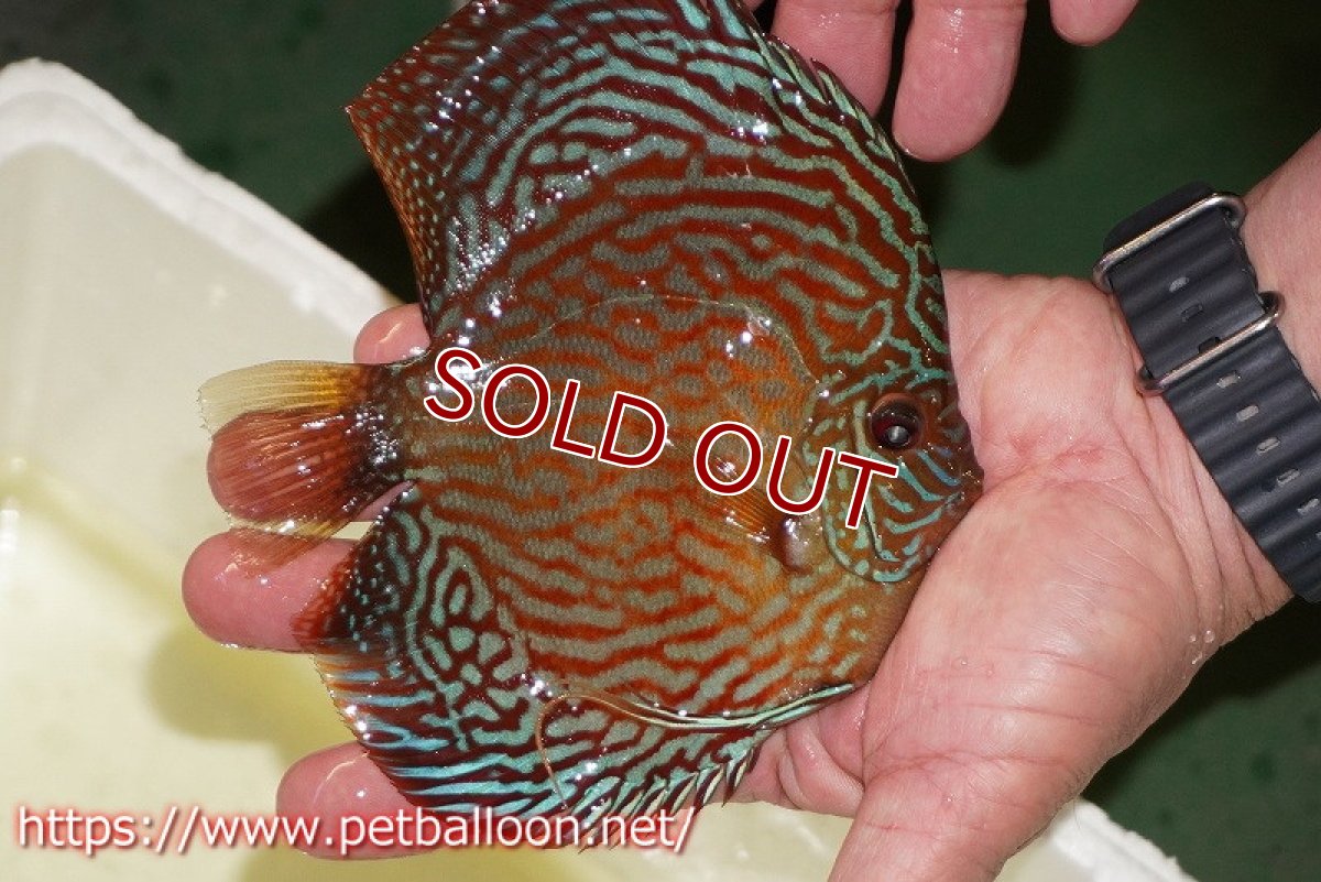 画像3: 【水槽スペース確保のため大特価】【ディスカス】【通販】アルタムスターライトレッドターコイズ（ブルドッグスタイル）【個体販売】13-14cm（生体）マレーシア　NAディスカスファーム (3)