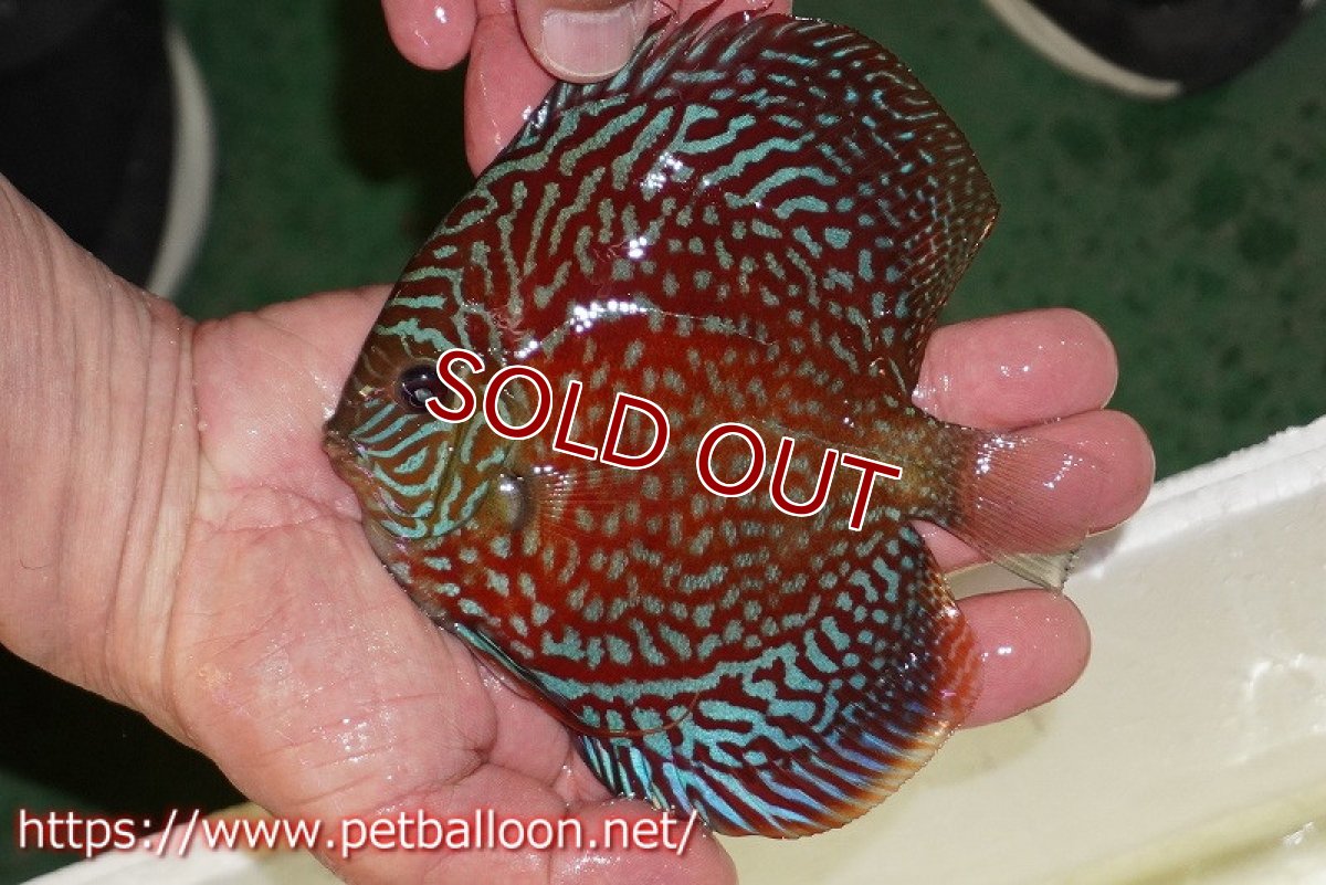 画像2: 【ディスカス】【ディスカス】【通販】アルタムスターライトギャラクシー（ハイフォーム）【個体販売】12-13cm（生体）マレーシア　NAディスカスファーム (2)