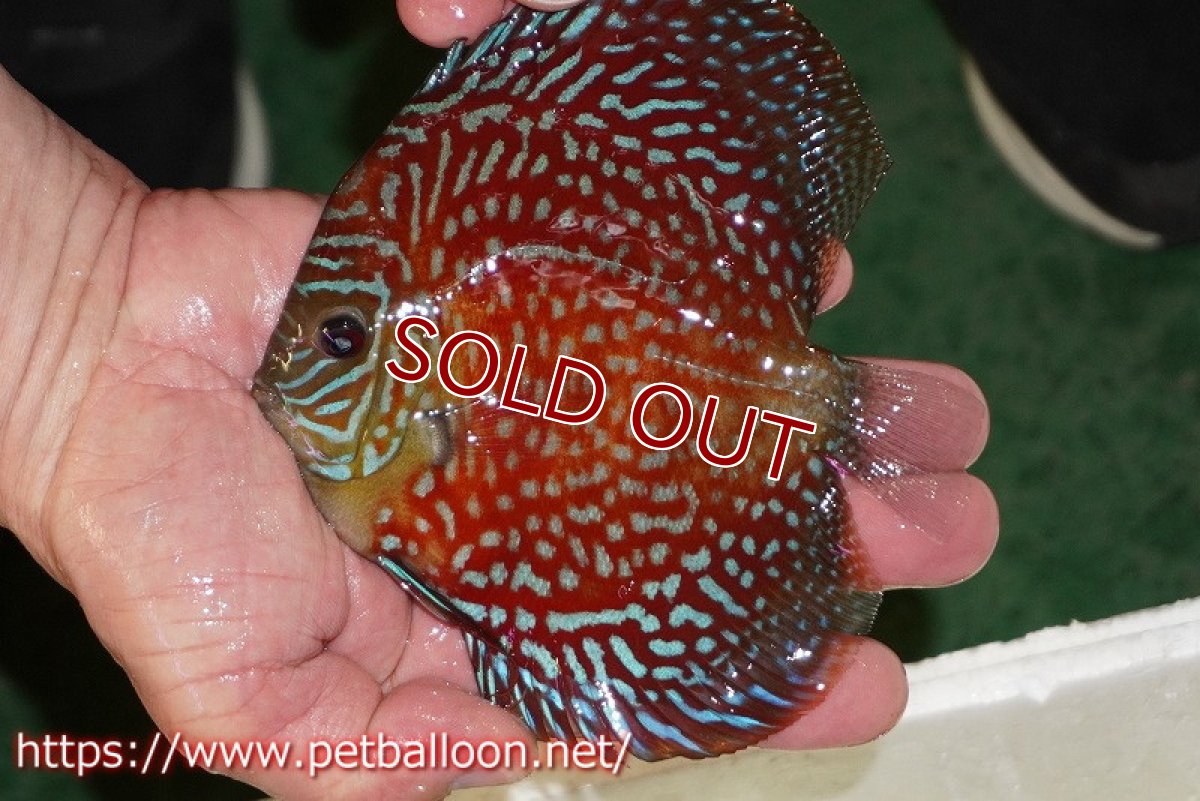 画像2: 【ディスカス】【ディスカス】【通販】アルタムスターライトギャラクシー（ハイフォーム）【個体販売】12-13cm（生体）マレーシア　NAディスカスファーム (2)