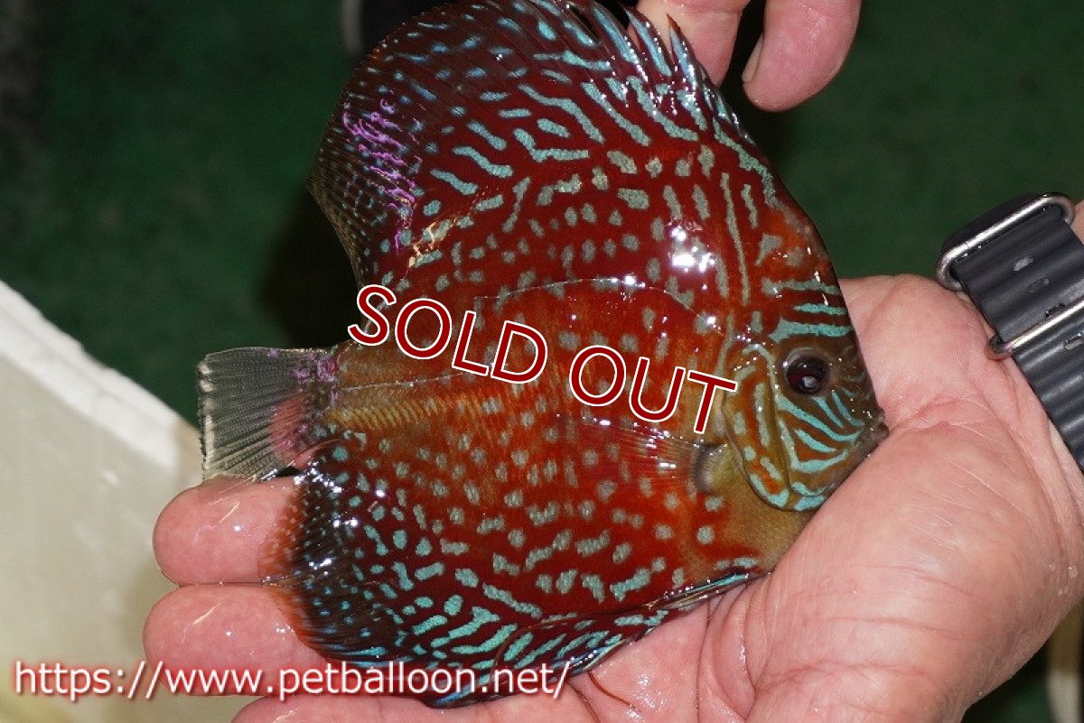 画像3: 【ディスカス】【ディスカス】【通販】アルタムスターライトギャラクシー（ハイフォーム）【個体販売】12-13cm（生体）マレーシア　NAディスカスファーム (3)