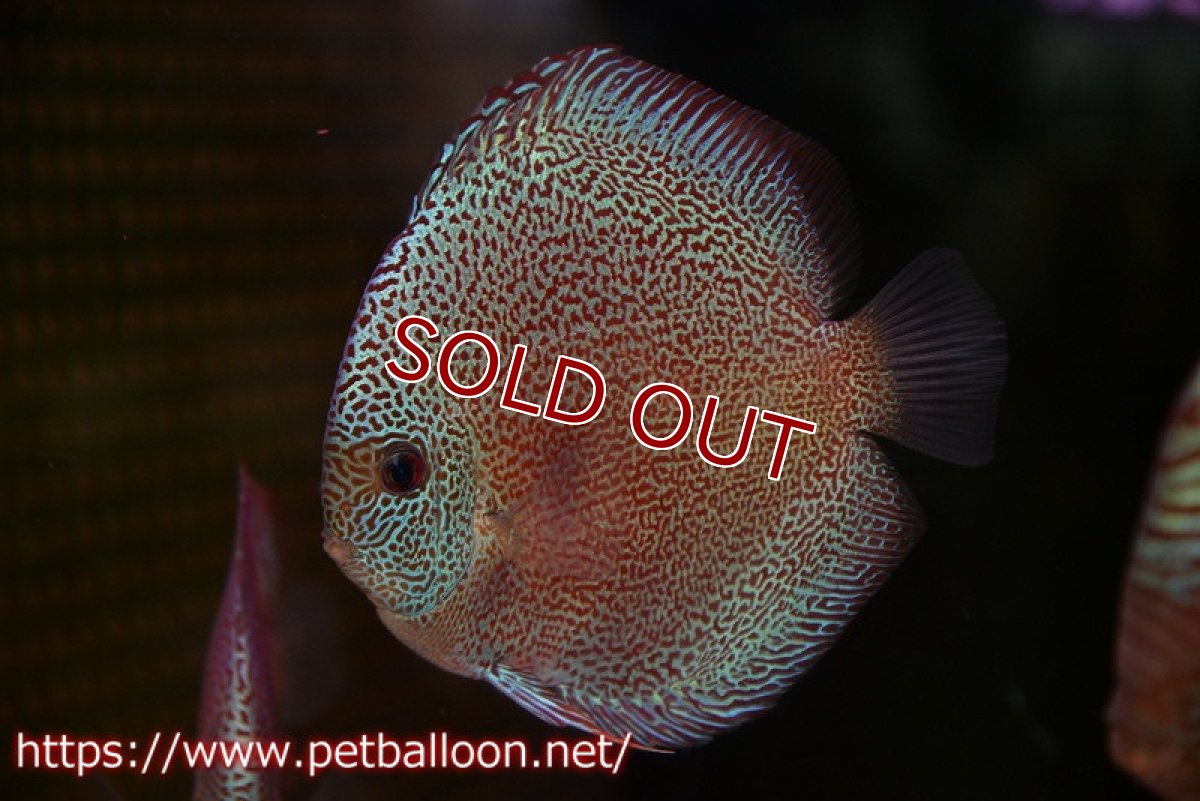 画像1: 【ディスカス】【通販】スーパーパンサー【個体販売】12-13cm（生体）マレーシア　NAディスカスファーム (1)