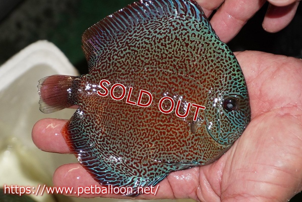 画像3: 【ディスカス】【通販】スーパーパンサー【個体販売】12-13cm（生体）マレーシア　NAディスカスファーム (3)