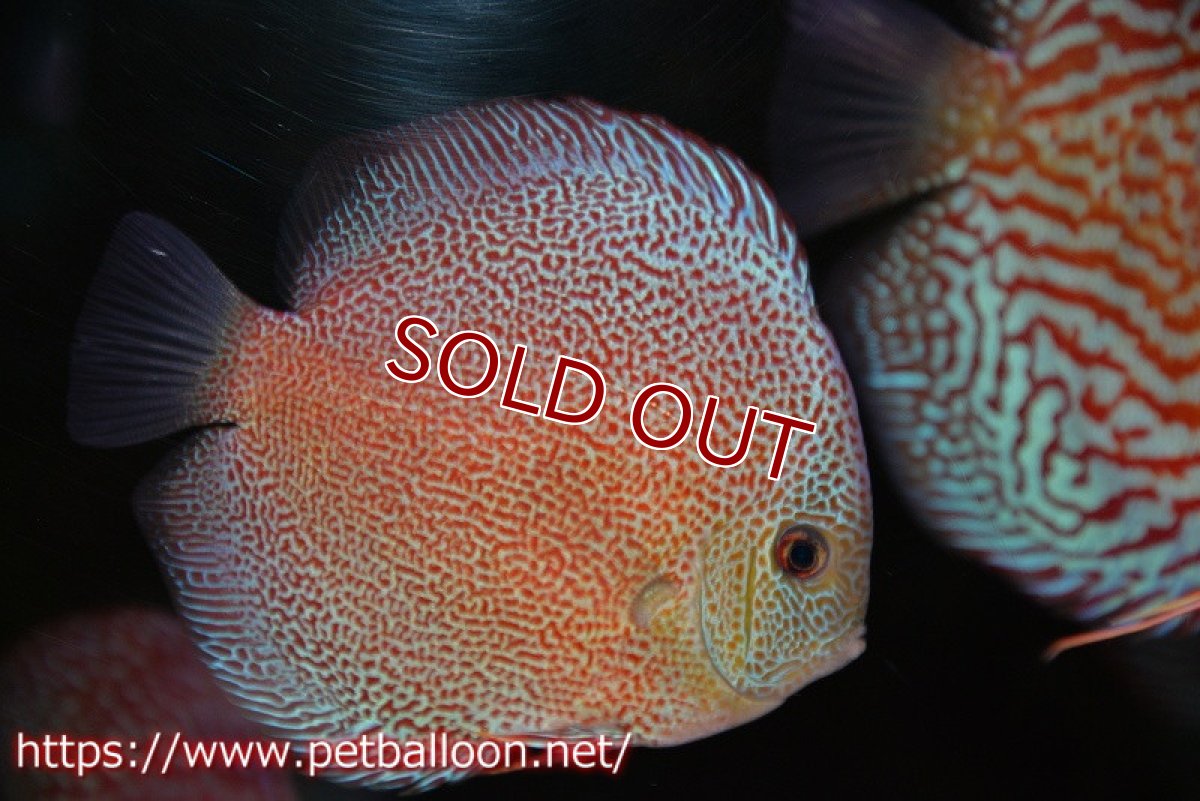 画像1: 【ディスカス】【通販】スーパーパンサー【個体販売】12-13cm（生体）マレーシア　NAディスカスファーム (1)