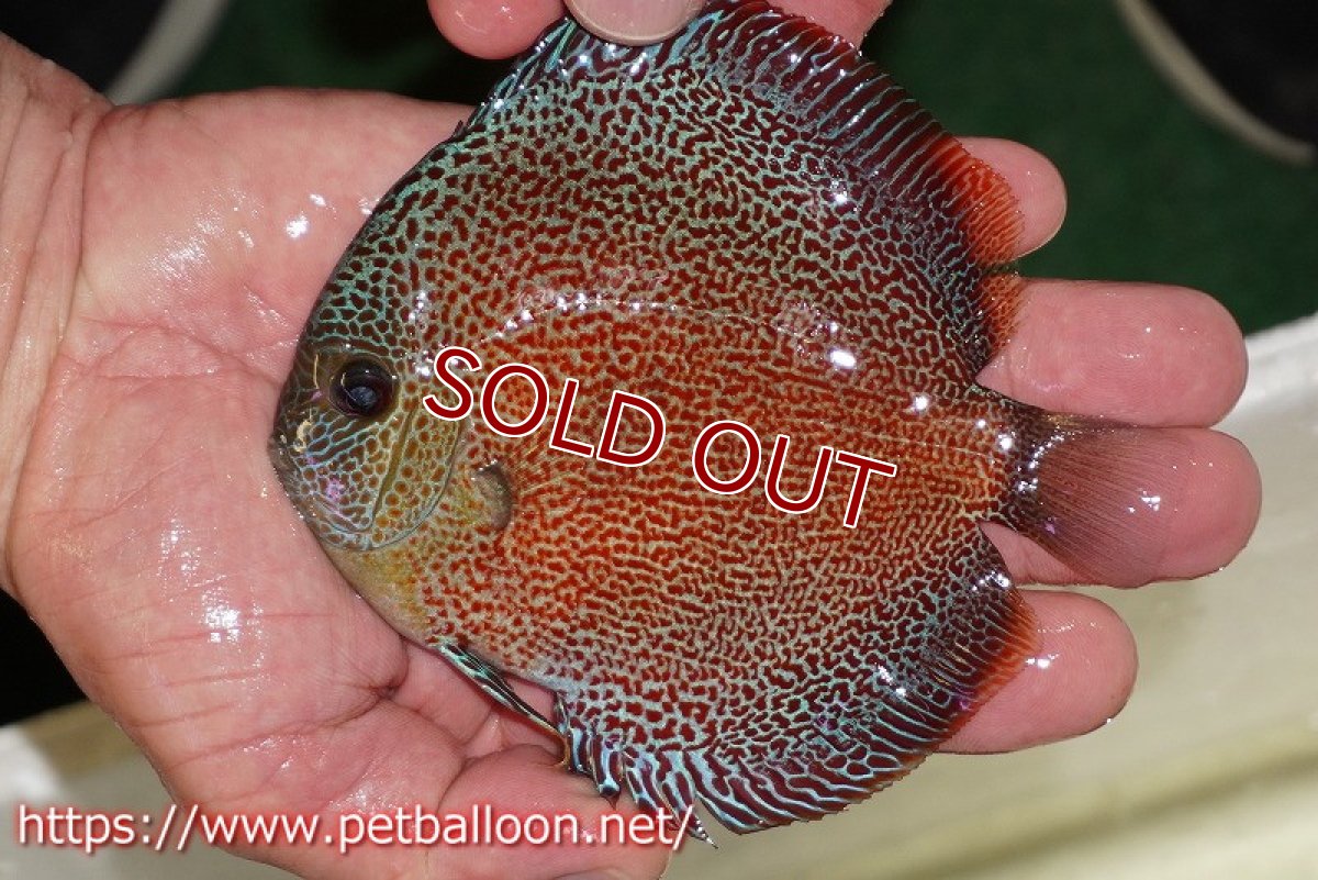 画像2: 【ディスカス】【通販】スーパーパンサー【個体販売】12-13cm（生体）マレーシア　NAディスカスファーム (2)