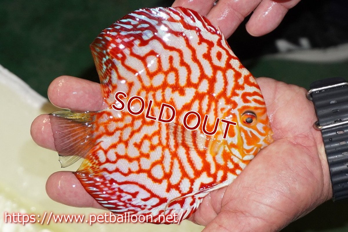 画像3: 【ディスカス】【通販】スーパーレッドジャガー（ハイフォーム）【個体販売】13-14cm（生体）マレーシア　NAディスカスファーム (3)