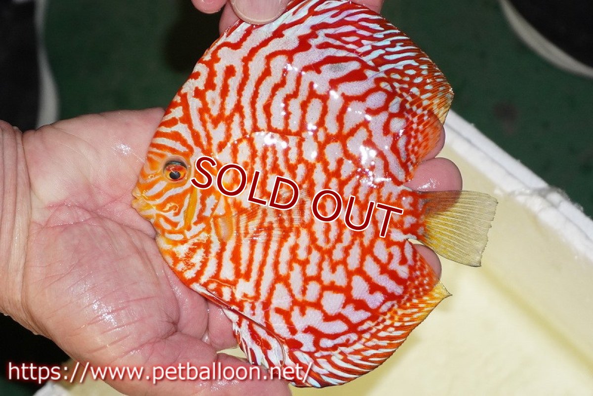 画像2: 【ディスカス】【通販】スーパーレッドジャガー（ハイフォーム）【個体販売】13-14cm（生体）マレーシア　NAディスカスファーム (2)