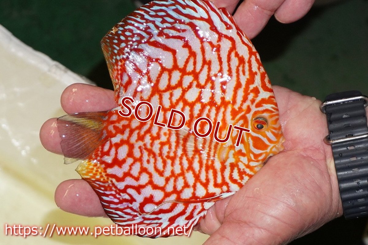 画像3: 【ディスカス】【通販】スーパーレッドジャガー（ハイフォーム）【個体販売】13-14cm（生体）マレーシア　NAディスカスファーム (3)