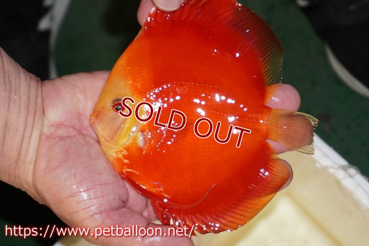 画像2: 【ディスカス】【通販】スーパーレッドゴールデンダイヤモンド（ハイフォーム）【個体販売】13-14cm（生体）マレーシア　NAディスカスファーム (2)