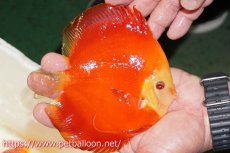 画像2: 【ディスカス】【通販】スーパーレッドゴールデンダイヤモンド（ハイフォーム）【個体販売】13-14cm（生体）マレーシア　NAディスカスファーム (2)
