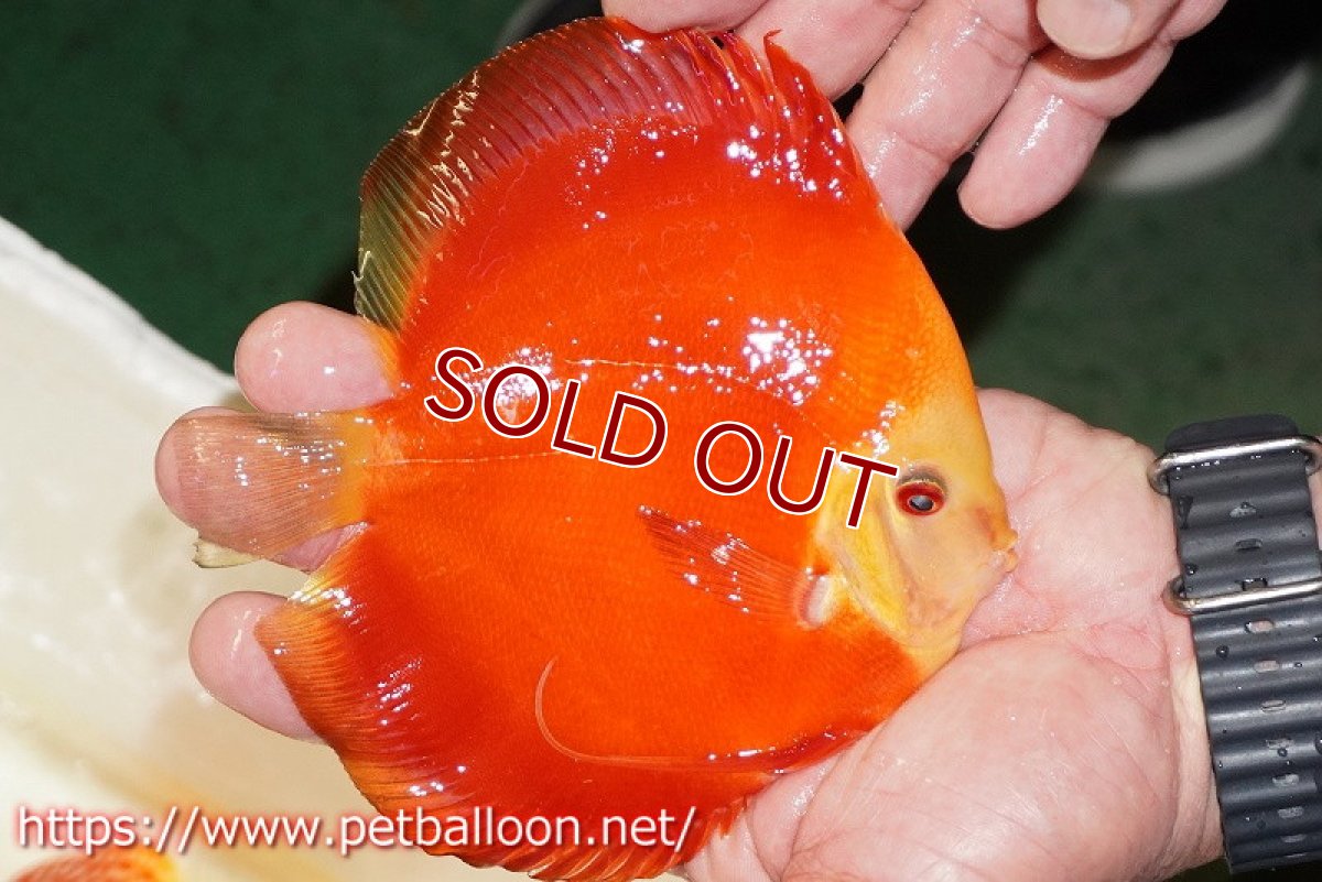 画像3: 【ディスカス】【通販】スーパーレッドゴールデンダイヤモンド（ハイフォーム）【個体販売】13-14cm（生体）マレーシア　NAディスカスファーム (3)