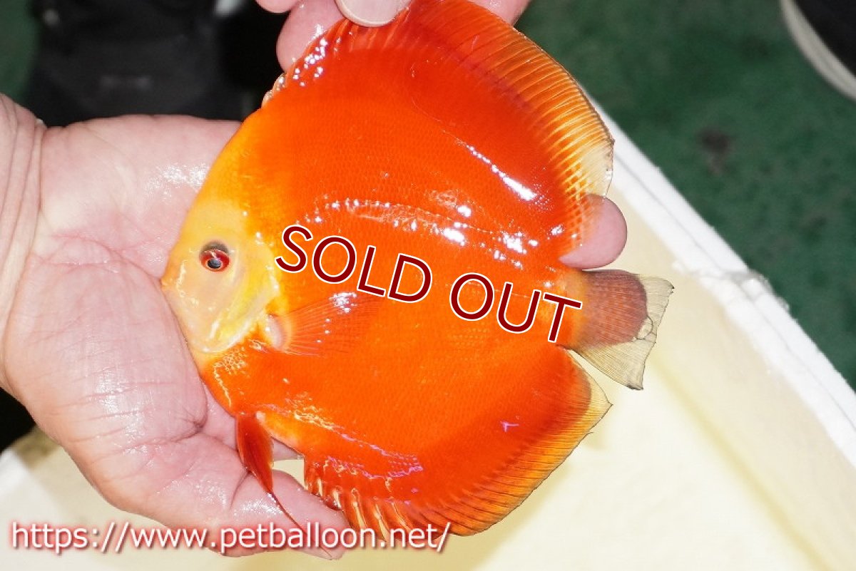 画像2: 【ディスカス】【通販】スーパーレッドゴールデンダイヤモンド（ハイフォーム）【個体販売】13-14cm（生体）マレーシア　NAディスカスファーム (2)