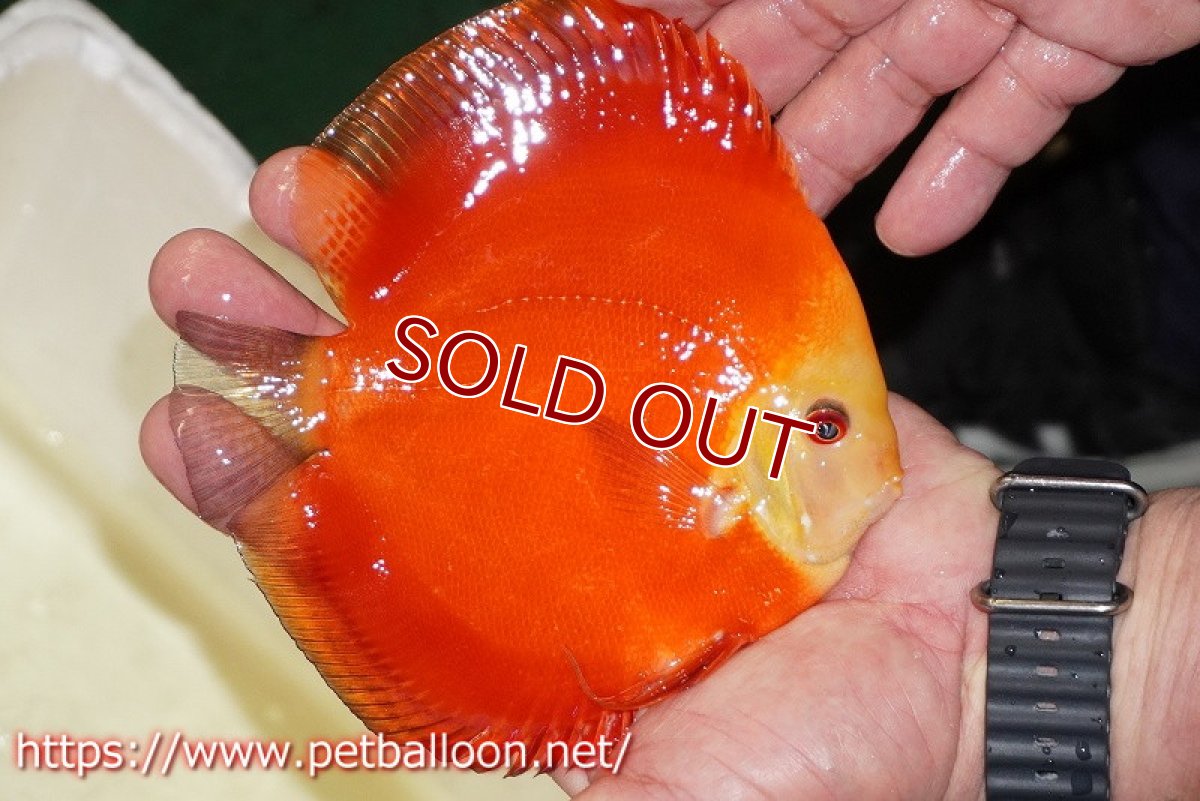 画像3: 【ディスカス】【通販】スーパーレッドゴールデンダイヤモンド（ハイフォーム）【個体販売】13-14cm（生体）マレーシア　NAディスカスファーム (3)