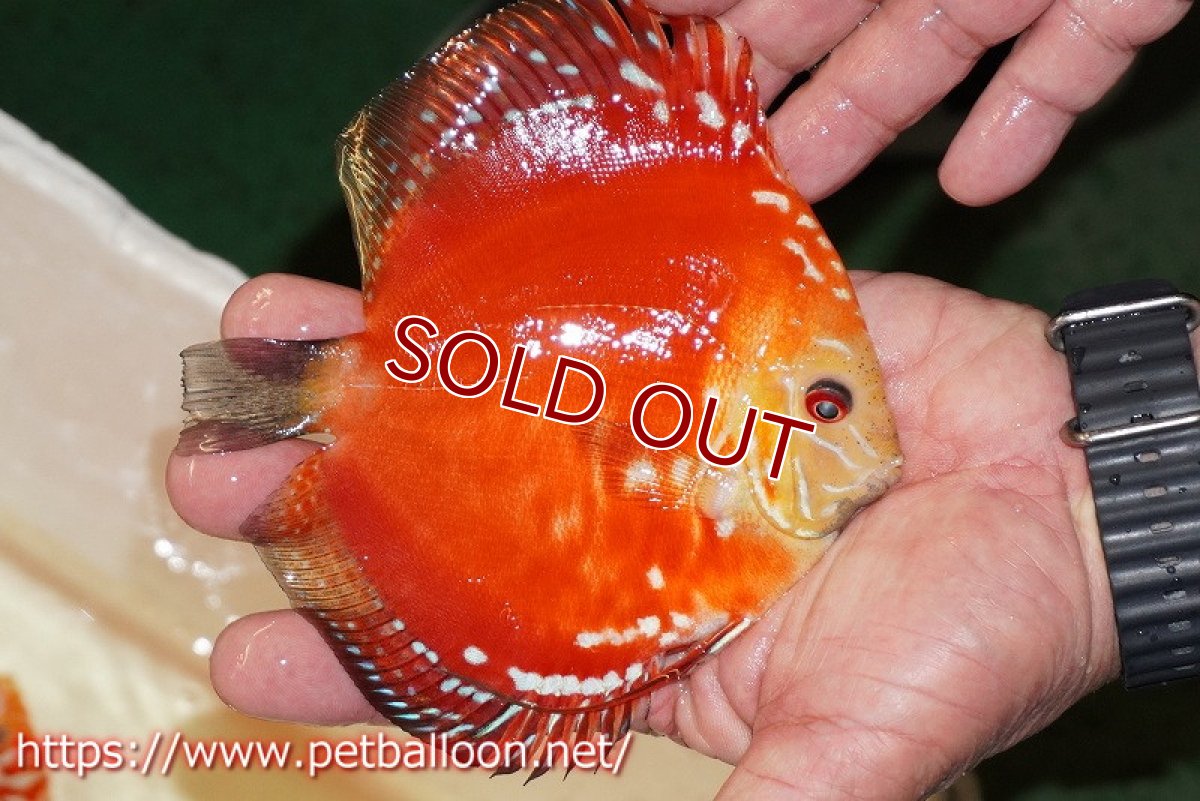 画像2: 【ディスカス】【通販】スーパーレッドドラゴンボール（ハイフォーム）【個体販売】13-14cm（生体）マレーシア　NAディスカスファーム (2)