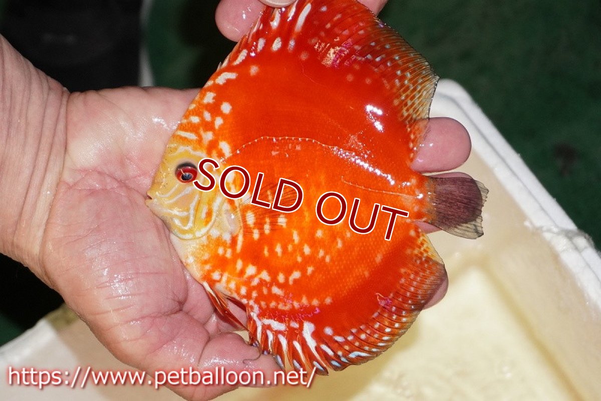 画像2: 【ディスカス】【通販】スーパーレッドドラゴンボール（ハイフォーム）【個体販売】13-14cm（生体）マレーシア　NAディスカスファーム (2)