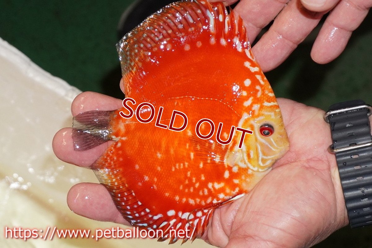 画像3: 【ディスカス】【通販】スーパーレッドドラゴンボール（ハイフォーム）【個体販売】13-14cm（生体）マレーシア　NAディスカスファーム (3)