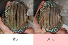 画像1: 【ディスカス】【通販】【激レア　現地ブリーディングペア　ニューストレイン】ラーゴパラコニブラッドレッドヘッケルクロス（ハイフォーム）【個体ペア販売】15-16cm（生体）マレーシア　KLディスカスファーム (1)