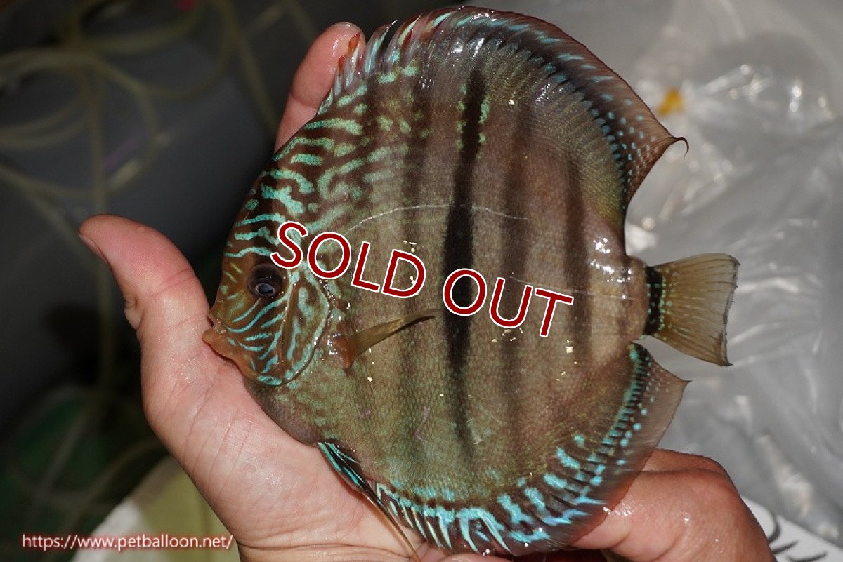 画像2: 【ディスカス】【通販】【激レア　現地ブリーディングペア　ニューストレイン】ラーゴパラコニブラッドレッドヘッケルクロス（ハイフォーム）【個体ペア販売】15-16cm（生体）マレーシア　KLディスカスファーム (2)