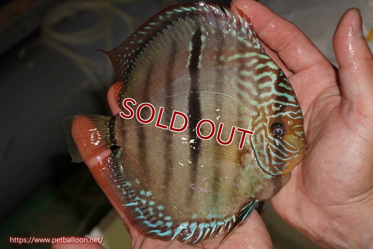 画像3: 【ディスカス】【通販】【激レア　現地ブリーディングペア　ニューストレイン】ラーゴパラコニブラッドレッドヘッケルクロス（ハイフォーム）【個体ペア販売】15-16cm（生体）マレーシア　KLディスカスファーム (3)