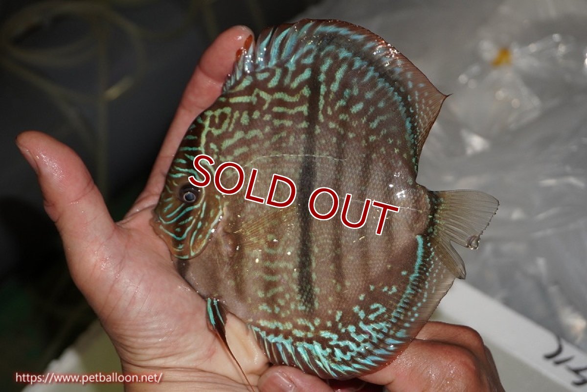 画像4: 【ディスカス】【通販】【激レア　現地ブリーディングペア　ニューストレイン】ラーゴパラコニブラッドレッドヘッケルクロス（ハイフォーム）【個体ペア販売】15-16cm（生体）マレーシア　KLディスカスファーム (4)