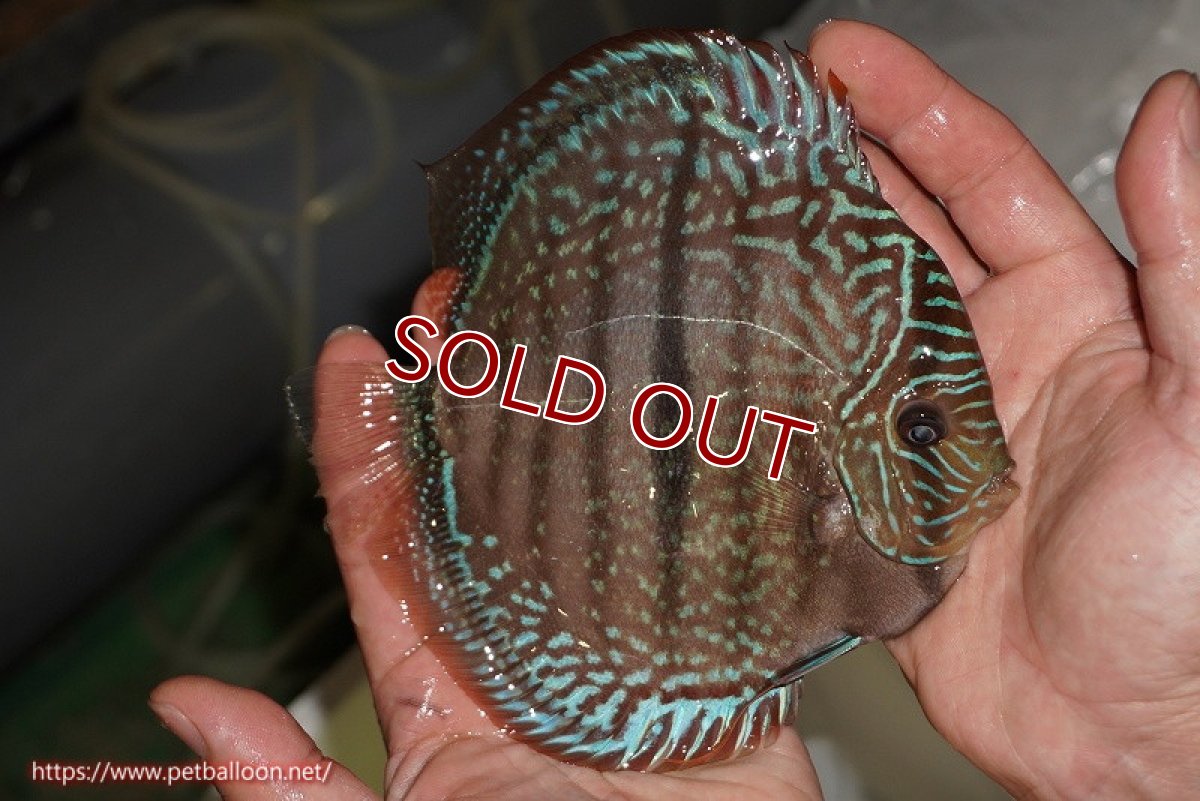 画像5: 【ディスカス】【通販】【激レア　現地ブリーディングペア　ニューストレイン】ラーゴパラコニブラッドレッドヘッケルクロス（ハイフォーム）【個体ペア販売】15-16cm（生体）マレーシア　KLディスカスファーム (5)