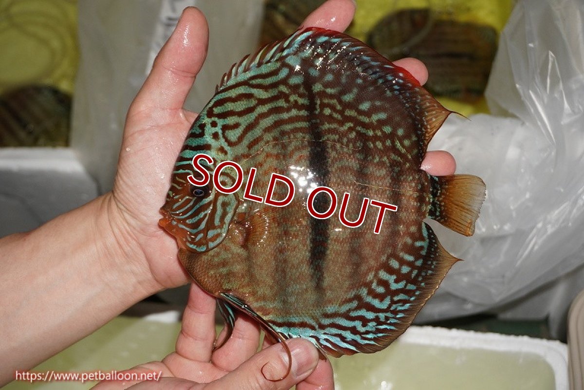 画像2: 【ディスカス】【通販】【激レア　ニューストレイン】ロイヤルブルーヘッケルクロス（ハイフォーム）【個体販売】15-17cm（生体）マレーシア　KLディスカスファーム (2)