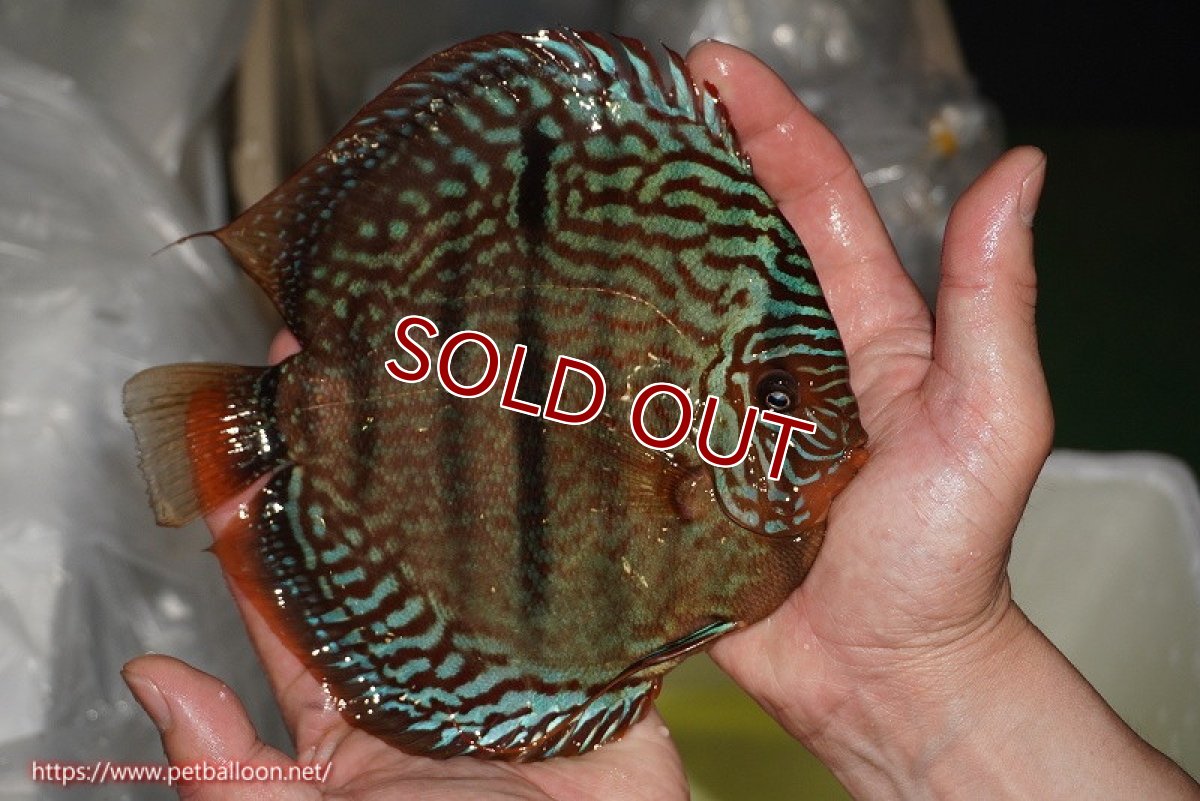 画像3: 【ディスカス】【通販】【激レア　ニューストレイン】ロイヤルブルーヘッケルクロス（ハイフォーム）【個体販売】15-17cm（生体）マレーシア　KLディスカスファーム (3)