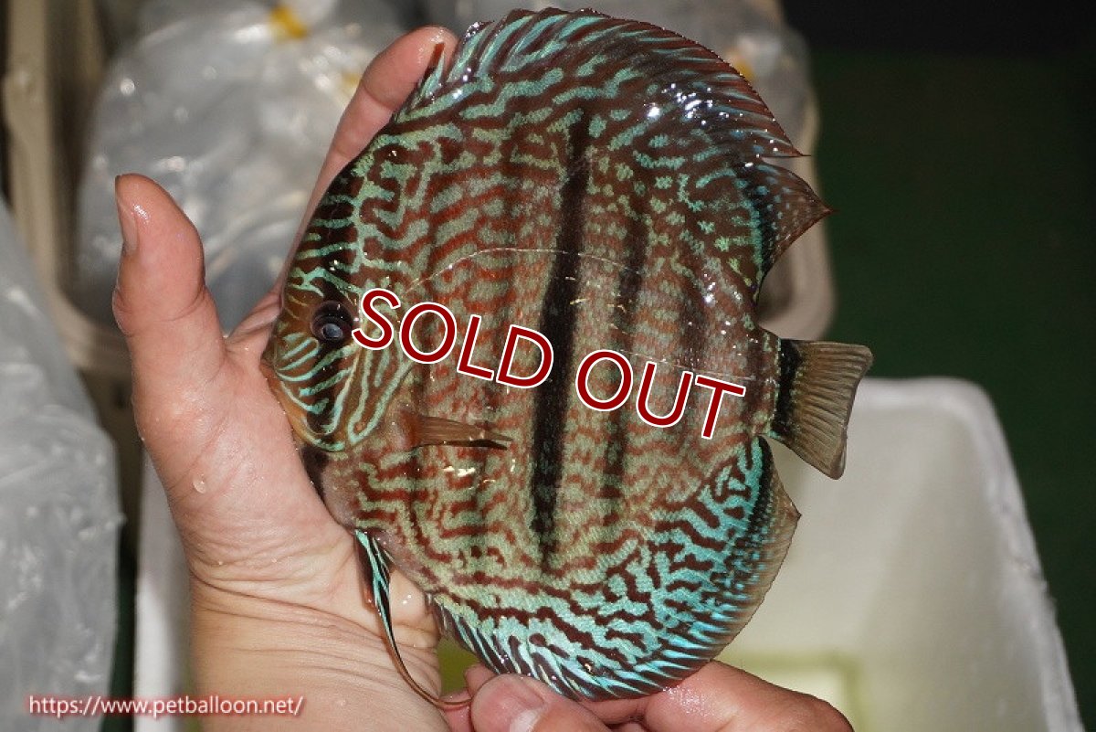 画像2: 【ディスカス】【通販】【激レア　ニューストレイン】ロイヤルブルーヘッケルクロス（ハイフォーム）【個体販売】15-17cm（生体）マレーシア　KLディスカスファーム (2)