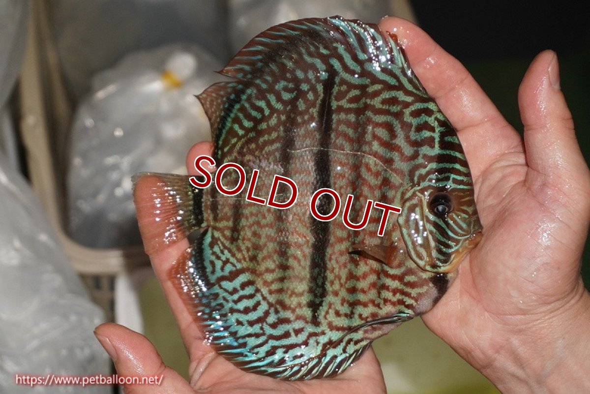 画像3: 【ディスカス】【通販】【激レア　ニューストレイン】ロイヤルブルーヘッケルクロス（ハイフォーム）【個体販売】15-17cm（生体）マレーシア　KLディスカスファーム (3)