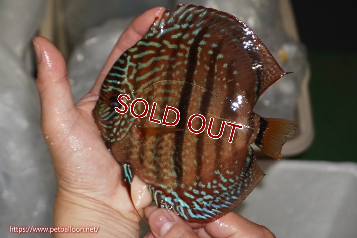画像2: 【ディスカス】【通販】【激レア　ニューストレイン】ロイヤルブルーヘッケルクロス（ハイフォーム）【個体販売】15-17cm（生体）マレーシア　KLディスカスファーム (2)