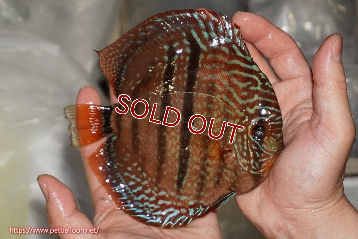 画像3: 【ディスカス】【通販】【激レア　ニューストレイン】ロイヤルブルーヘッケルクロス（ハイフォーム）【個体販売】15-17cm（生体）マレーシア　KLディスカスファーム (3)